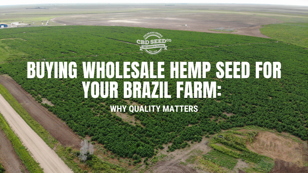 buying wholesale hemp seed brazil farm quality