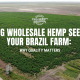 buying wholesale hemp seed brazil farm quality