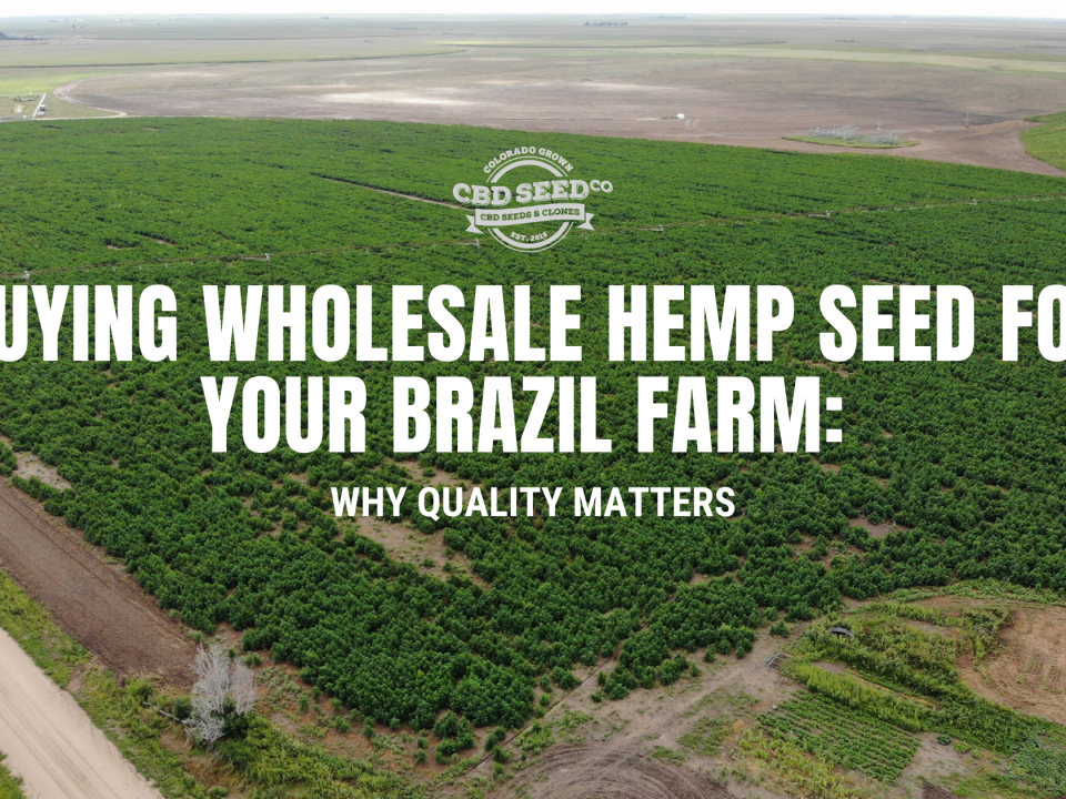 buying wholesale hemp seed brazil farm quality