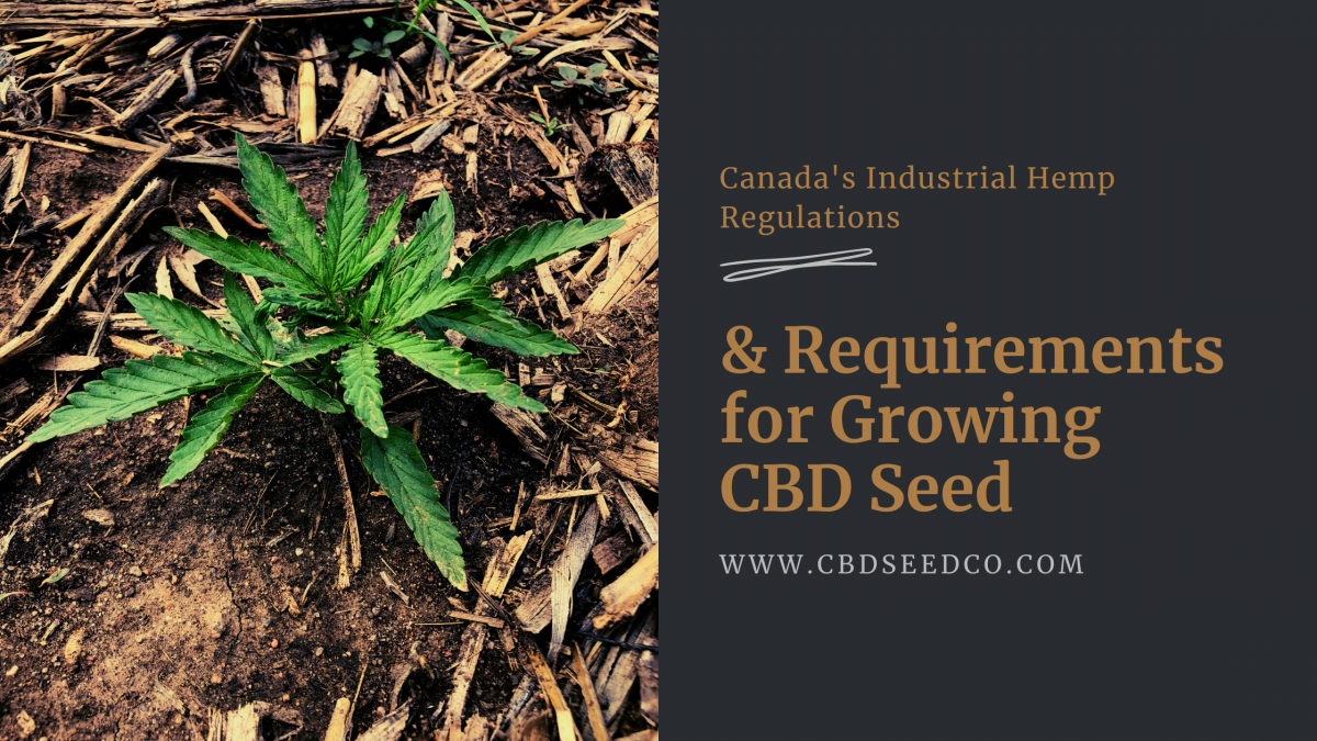 canadaindustrial hemp requirements growing cbd seed