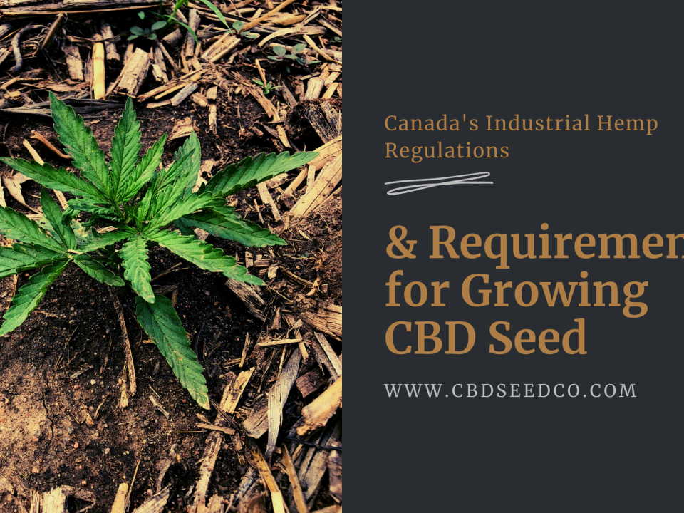 canadaindustrial hemp requirements growing cbd seed