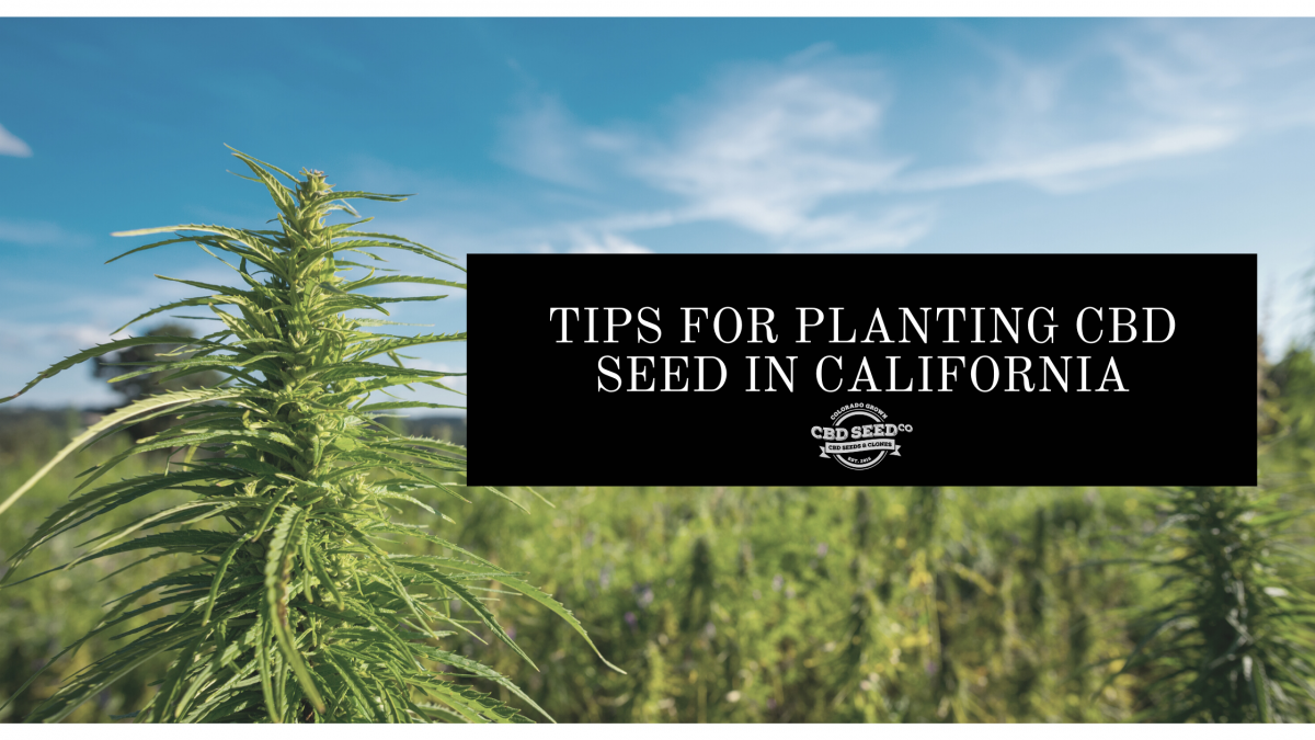 cbd seed california