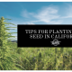 cbd seed california