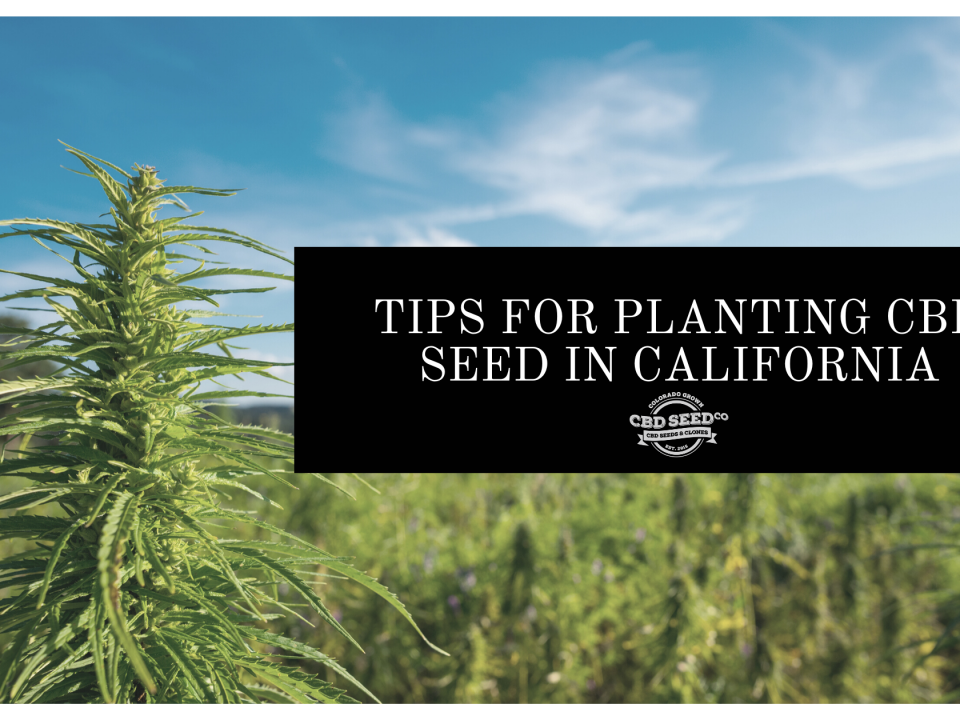 cbd seed california