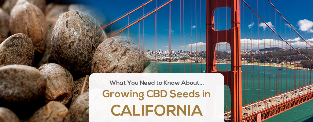 cbd-seed-co-where-we-grow-header-CALIFORNIA cbd-seed-co-where-we-grow-header-CALIFORNIA