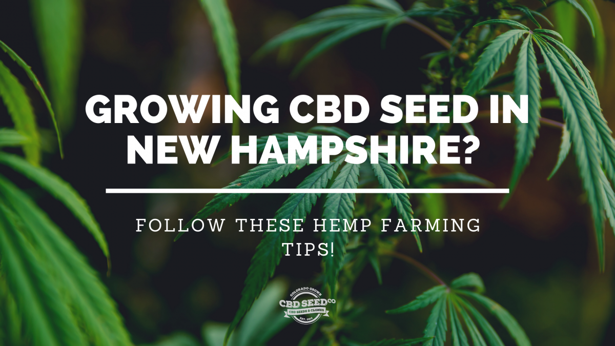 cbd seed new hampshire hemp farming tips