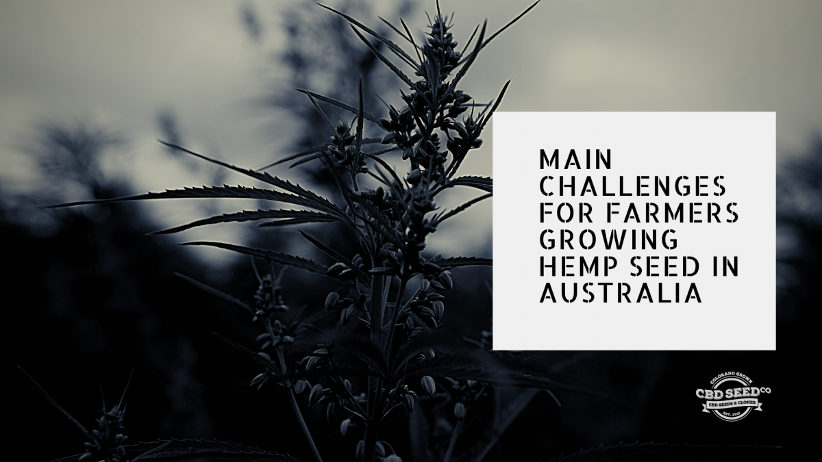 challenges farmers growing hemp seed australia