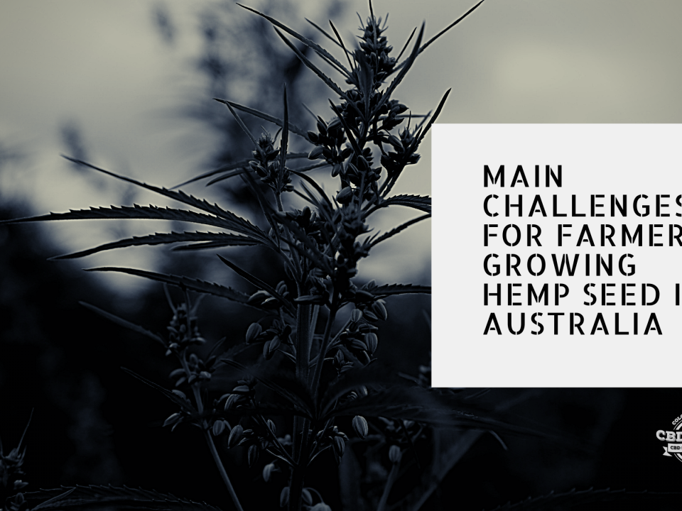 challenges farmers growing hemp seed australia