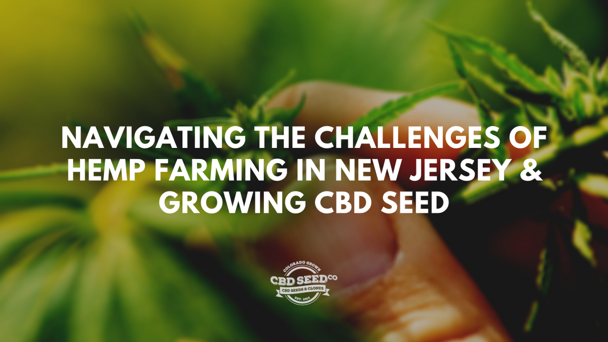 challenges growing cbd seed new jersey