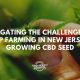 challenges growing cbd seed new jersey