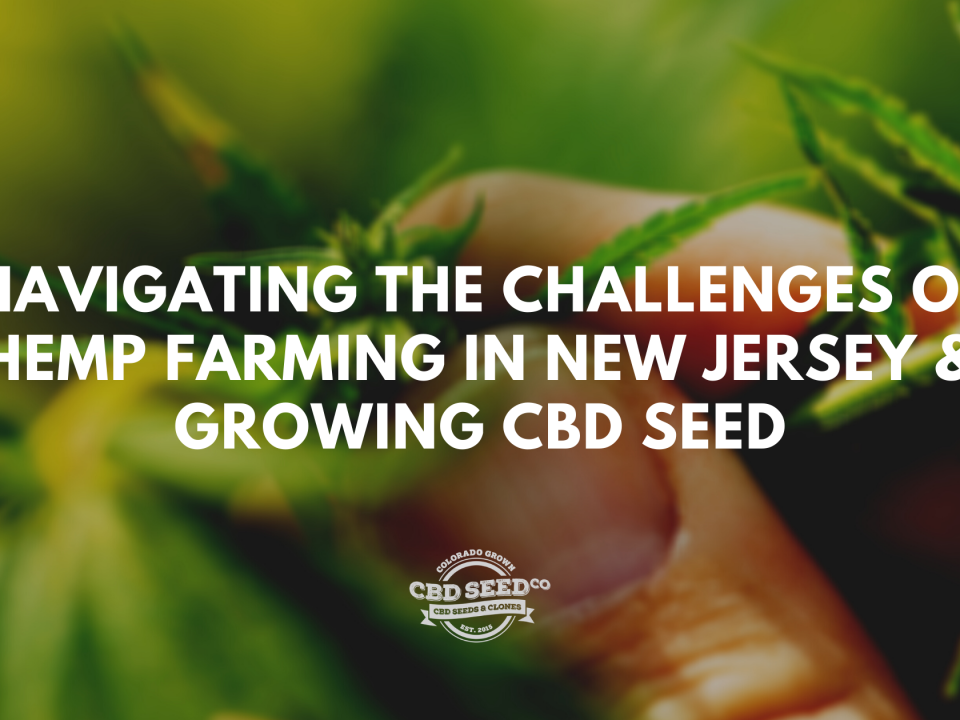 challenges growing cbd seed new jersey