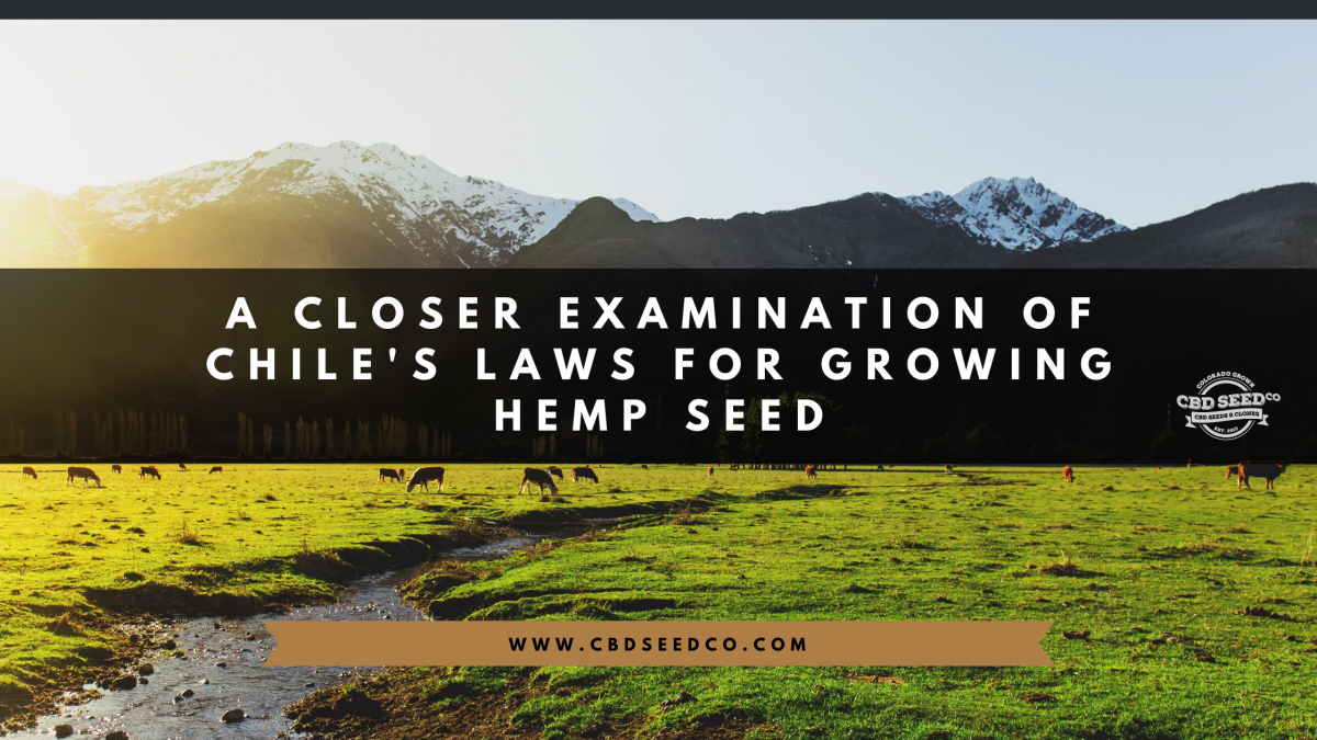 chile laws growing hemp seed