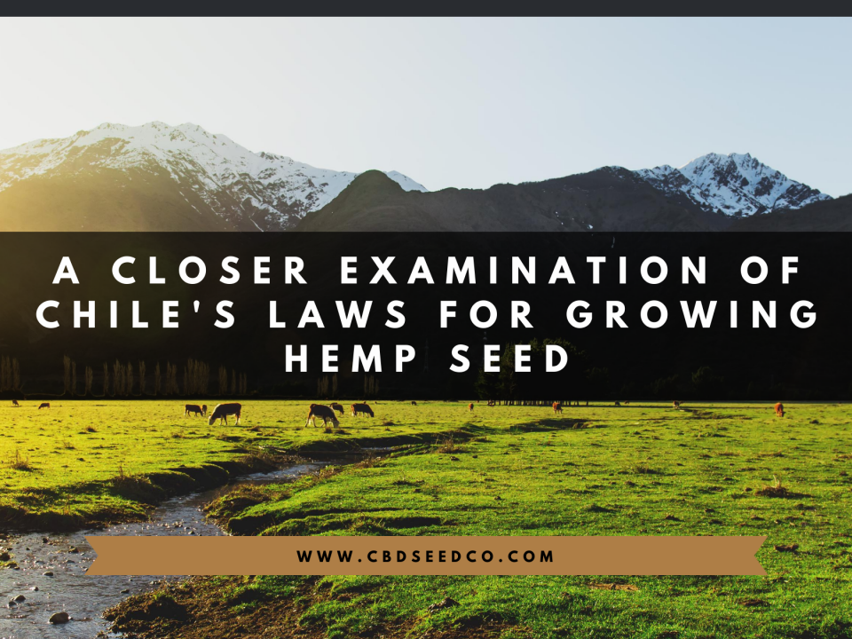 chile laws growing hemp seed