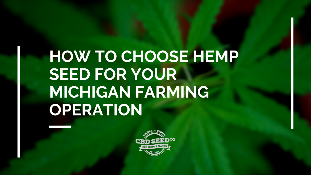 choose hemp seed michigan farm