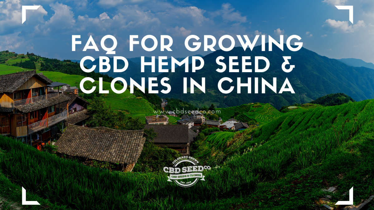 faq growing hemp seed clones china