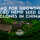 faq growing hemp seed clones china