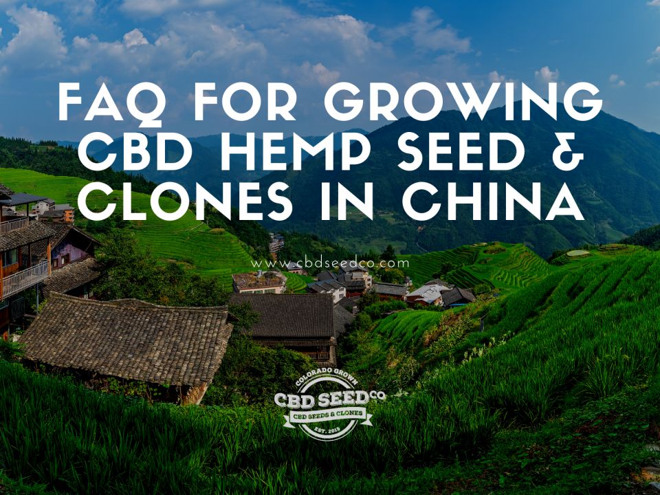 faq growing hemp seed clones china