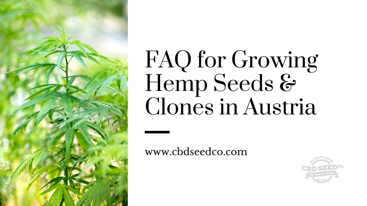 faw growing hemp seeds clones austria