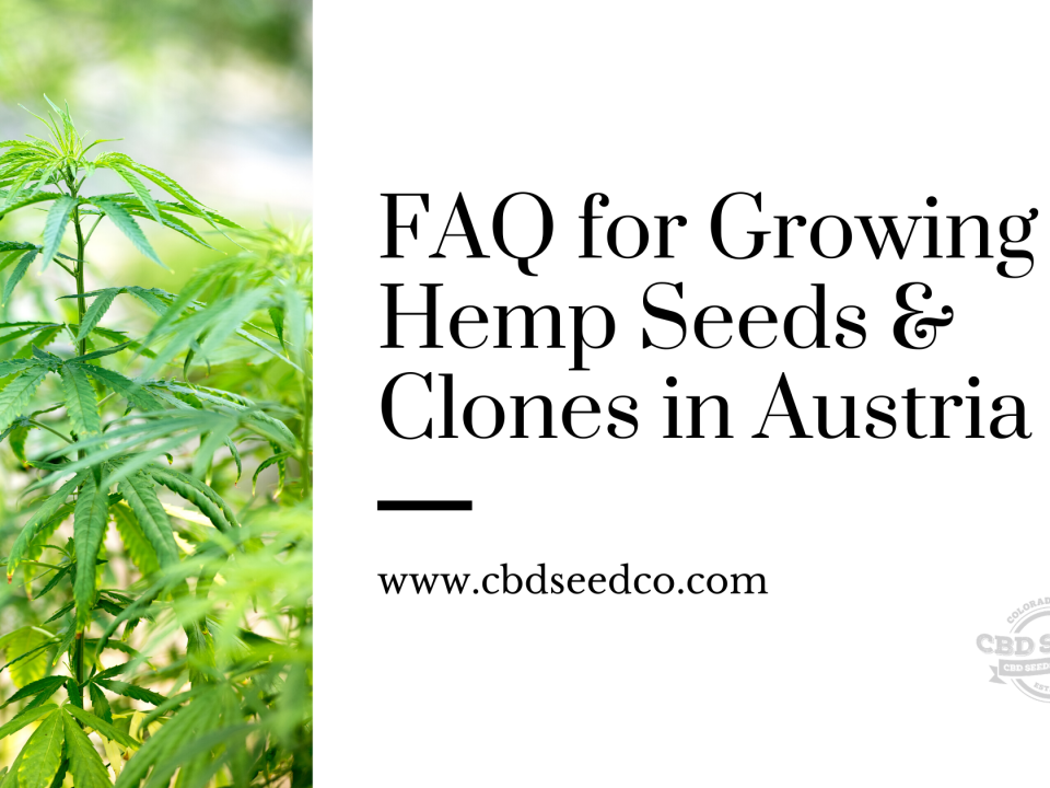 faw growing hemp seeds clones austria