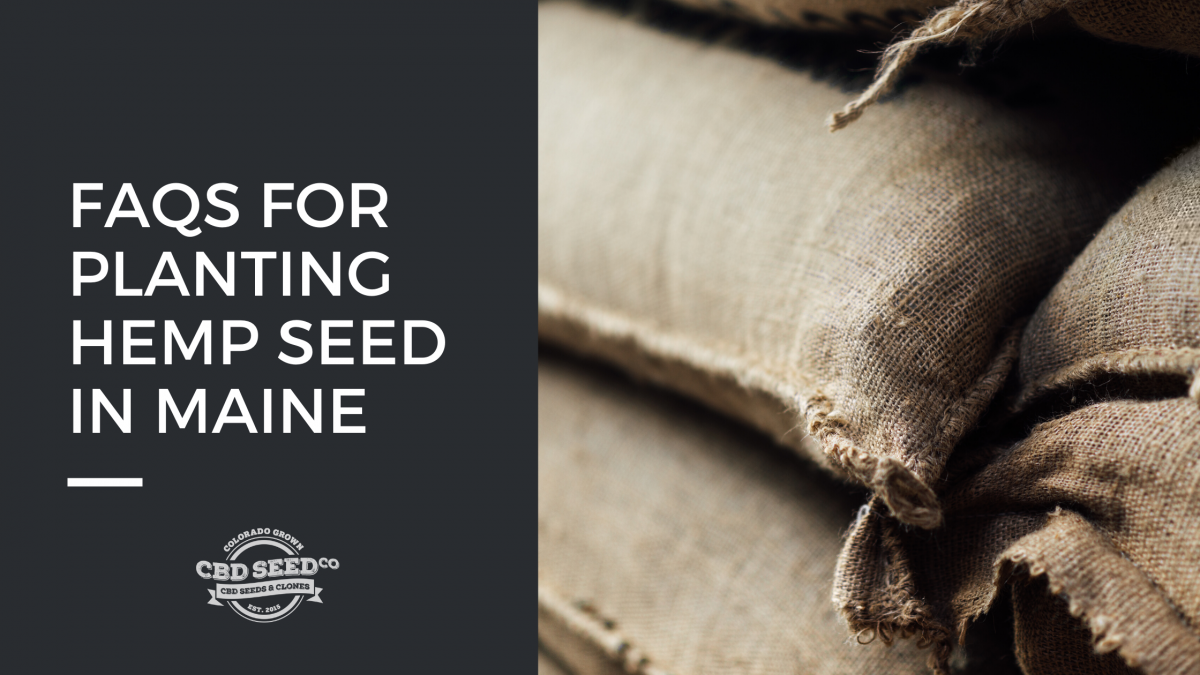 faqs planting hemp seed maine