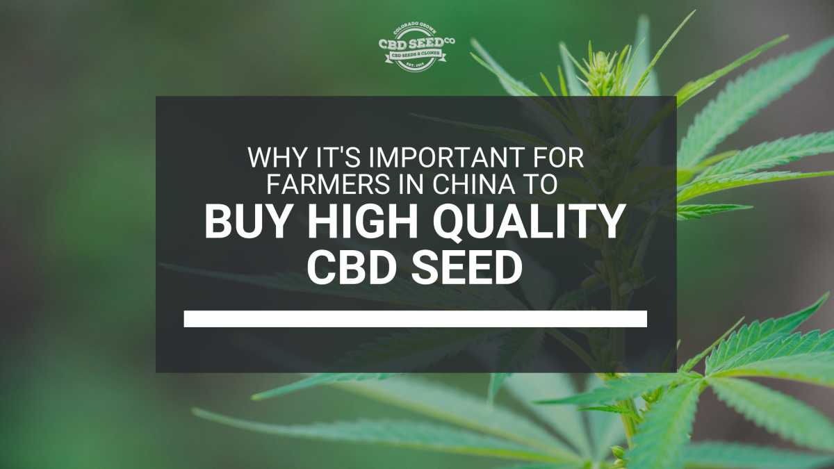 farmers china buy high quality cbd seed