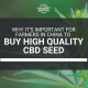 farmers china buy high quality cbd seed