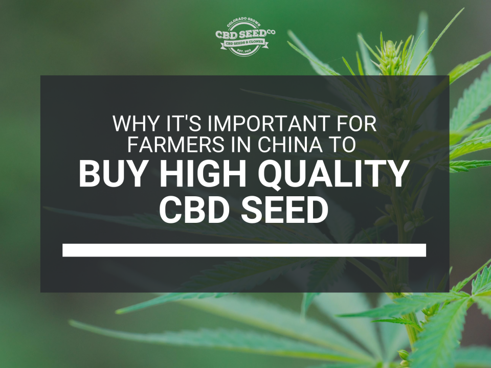 farmers china buy high quality cbd seed