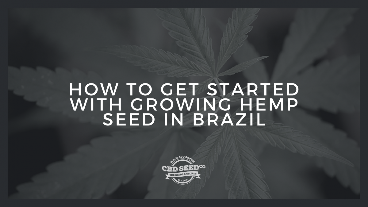 get started growing hemp seed brazil