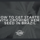 get started growing hemp seed brazil