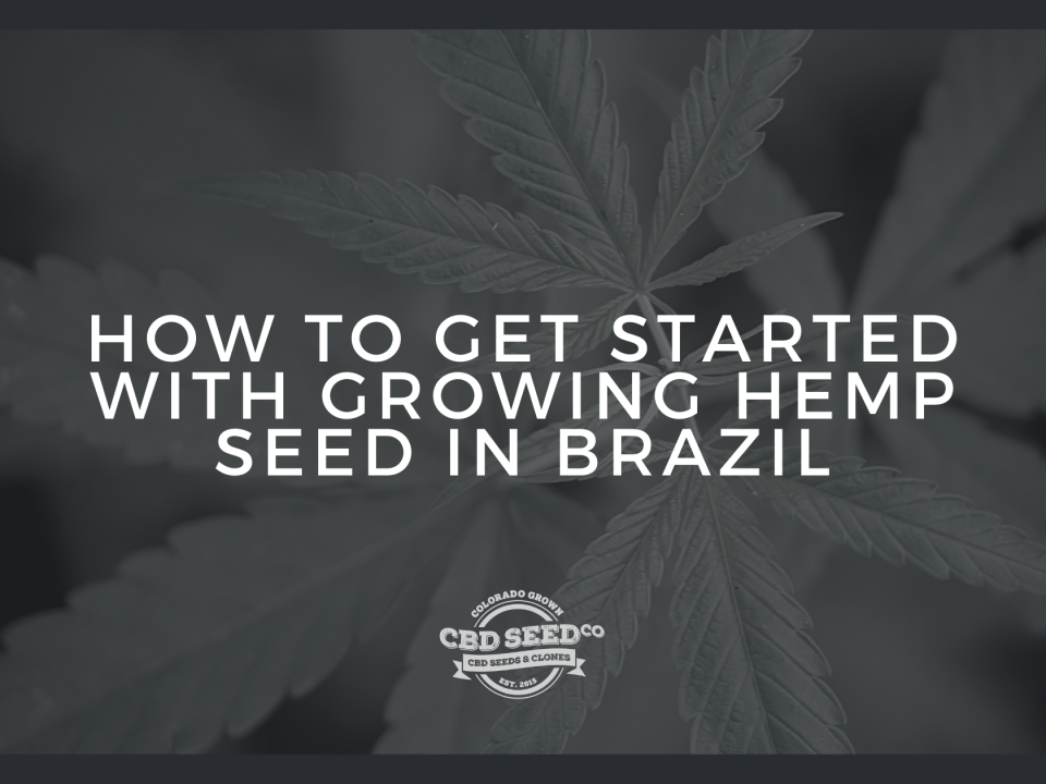 get started growing hemp seed brazil