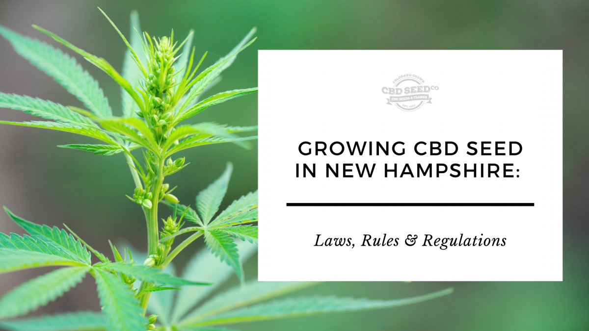 growing cbd hemp seed new hampshire