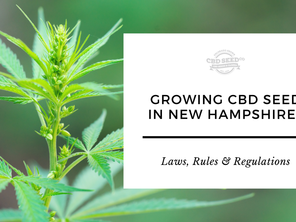 growing cbd hemp seed new hampshire