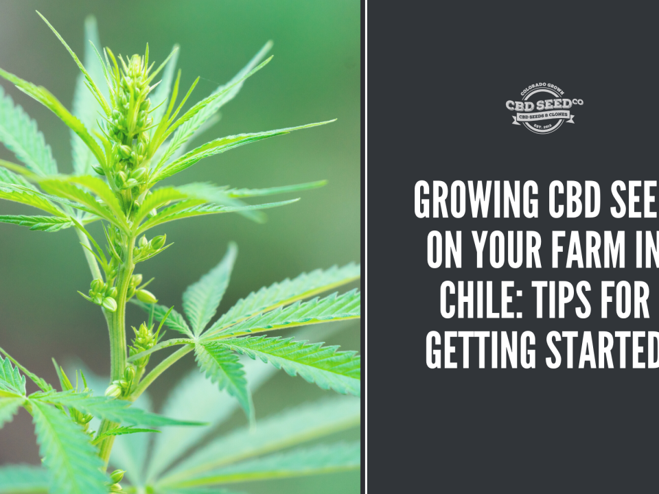 growing cbd seed farm chile tips