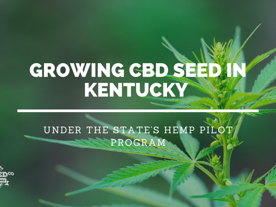 growing cbd seed kentucky hemp pilot program