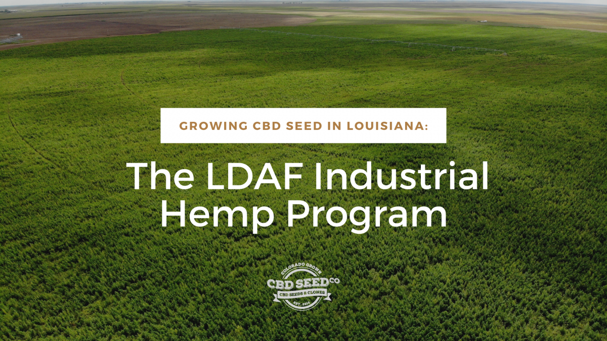 growing cbd seed louisiana hemp program