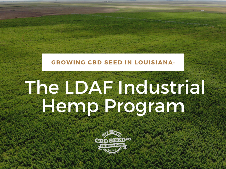 growing cbd seed louisiana hemp program