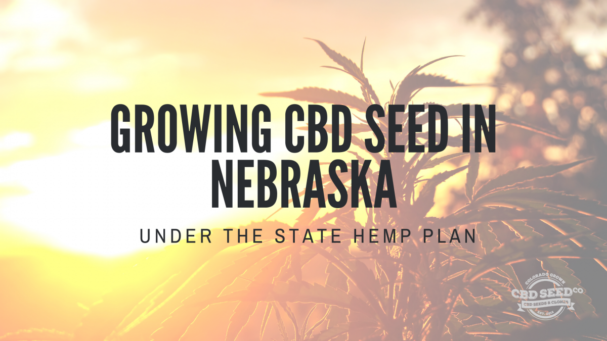 growing cbd seed nebraska state hemp plan