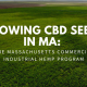 growing cbd seeds massachusetts hemp program