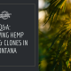 growing hemp seed clones montana