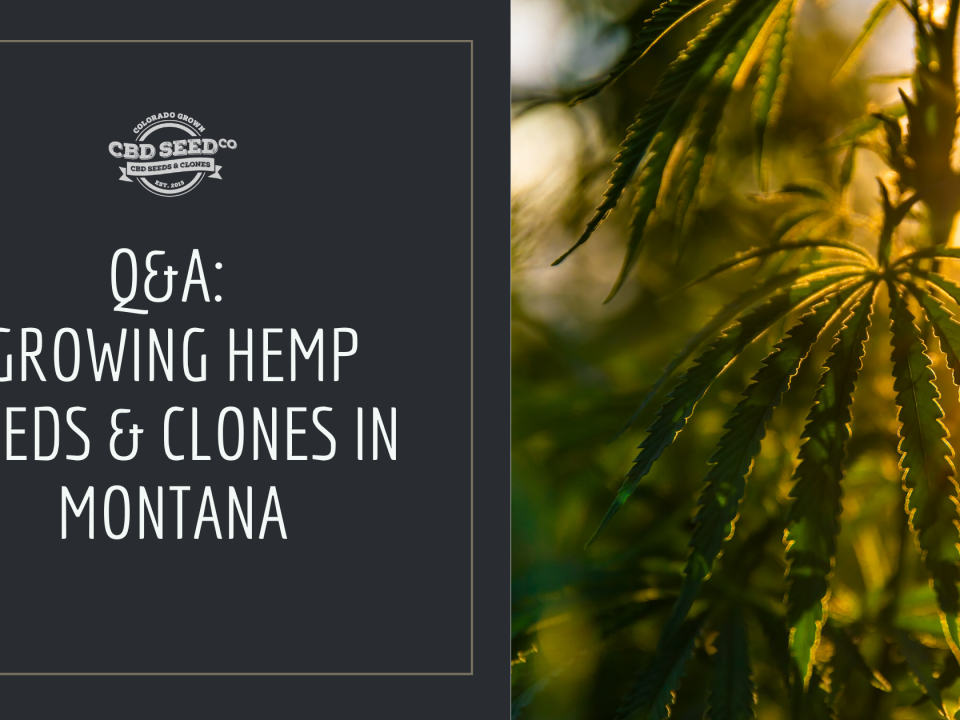 growing hemp seed clones montana