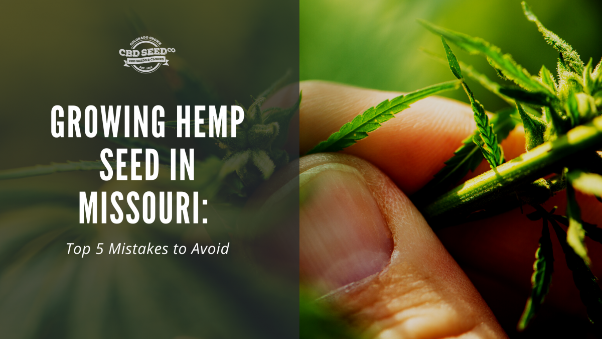 growing hemp seed missouri top mistakes