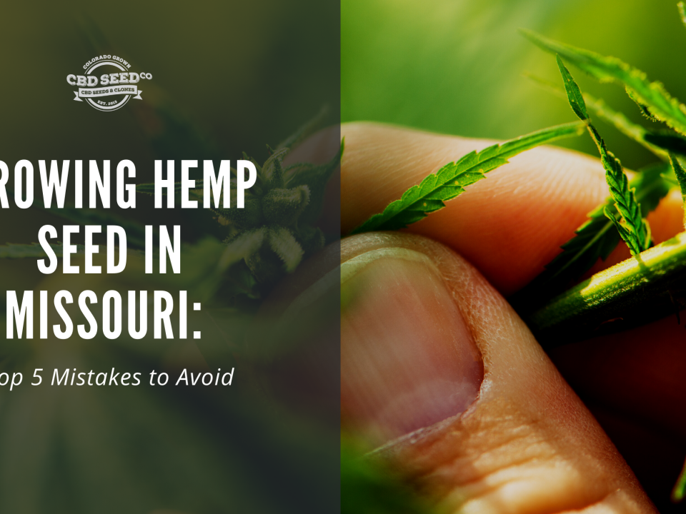 growing hemp seed missouri top mistakes