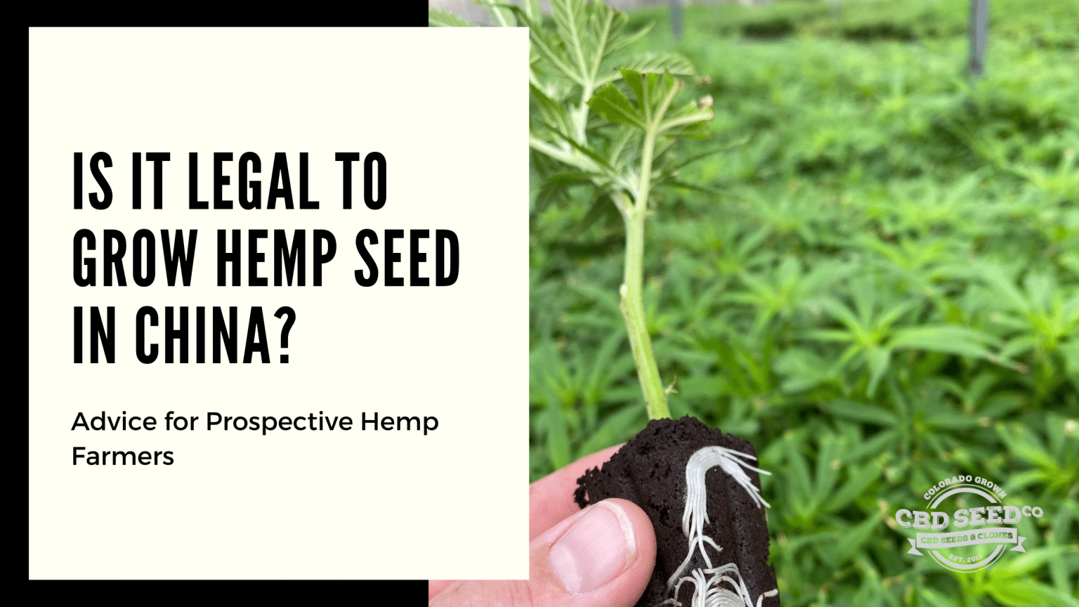 Is It Legal to Grow Hemp Seed in China? Advice for Prospective Farmers