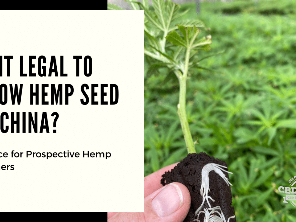 legal grow hemp seed china