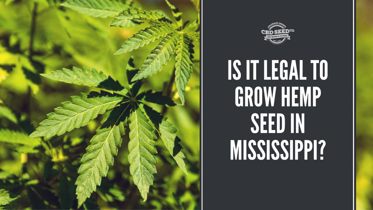 legal grow hemp seed mississippi