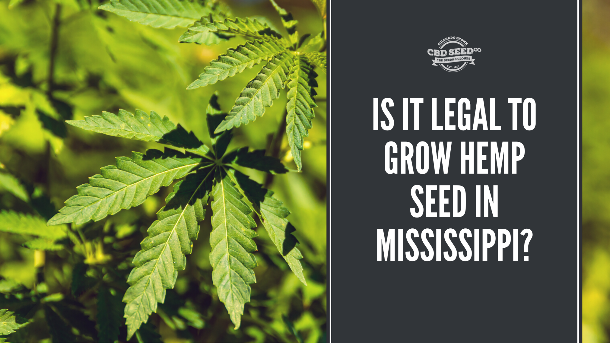 Is It Legal to Grow Hemp Seed in Mississippi? CBD Seed Co.