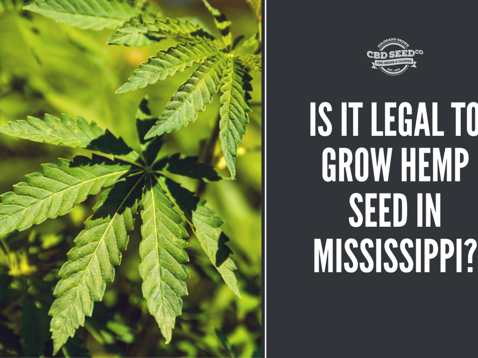 legal grow hemp seed mississippi