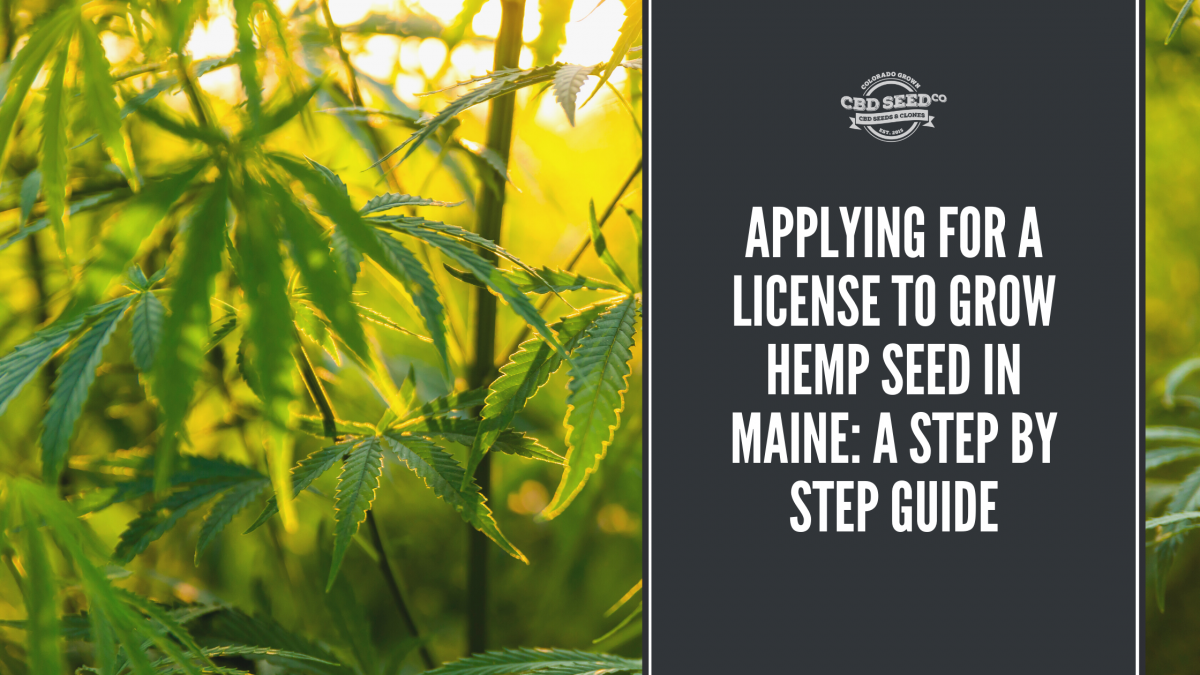 license grow hemp seed maine