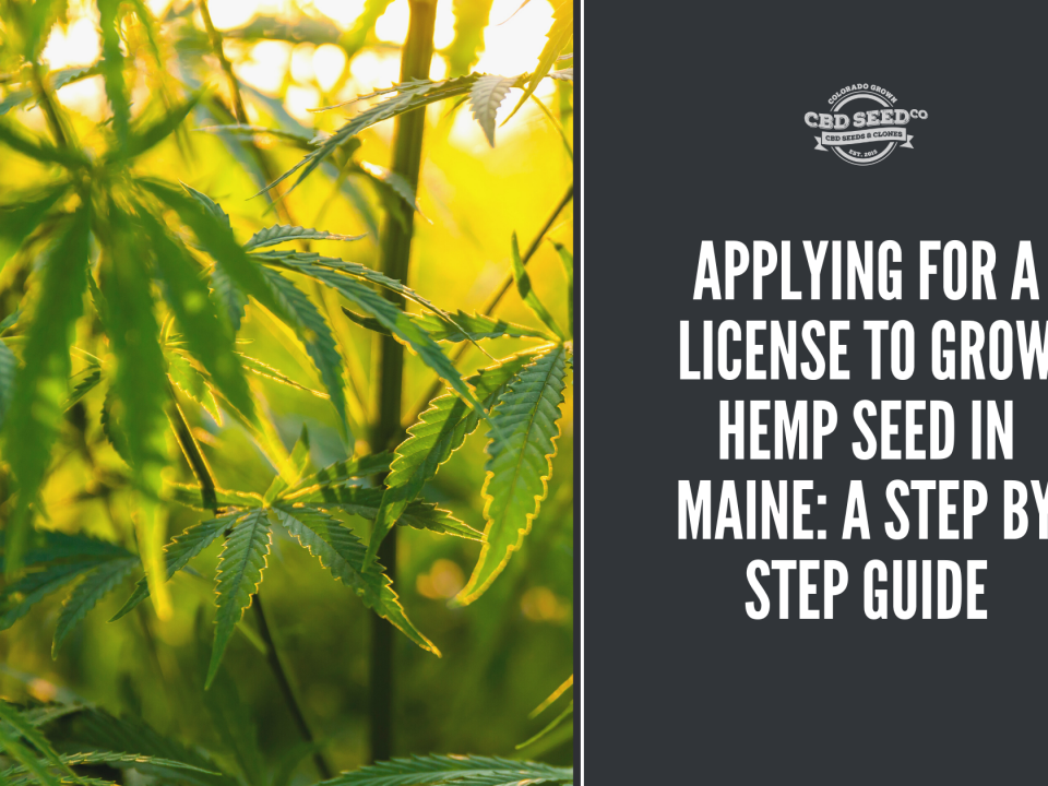 license grow hemp seed maine