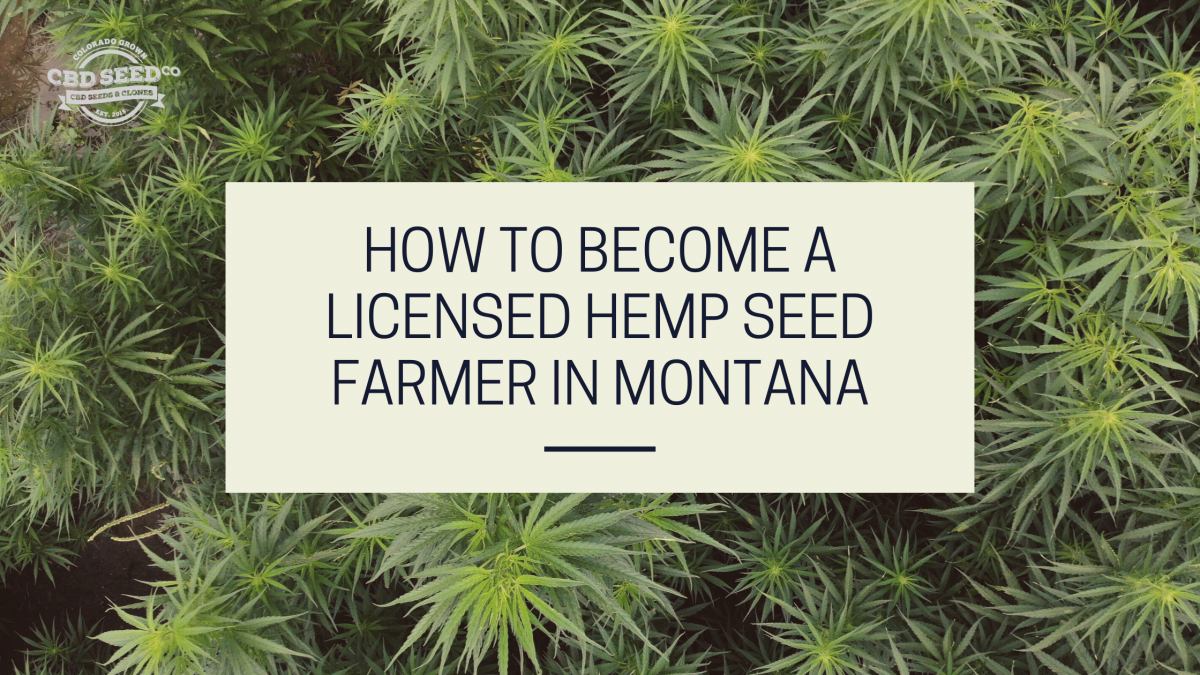 licensed hemp seed farmer montana